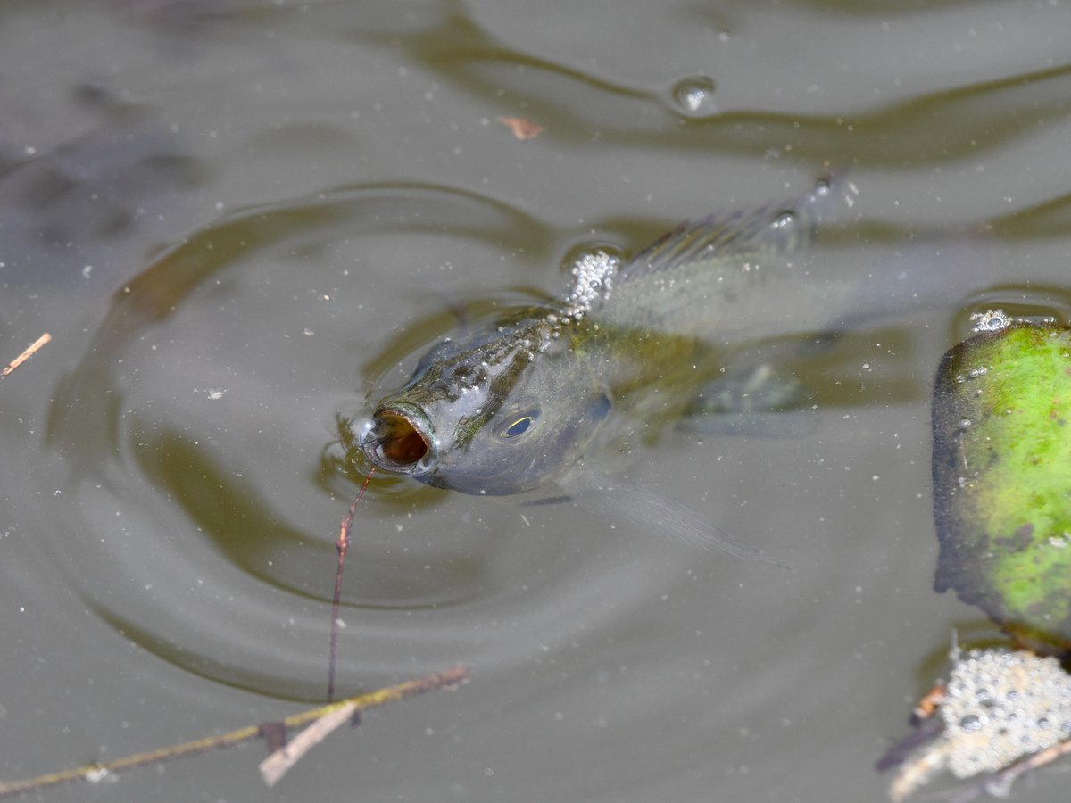 #70:
          Unidentified Fish, Okinawa.
          f/ at mm - Shutter Speed: - ISO: